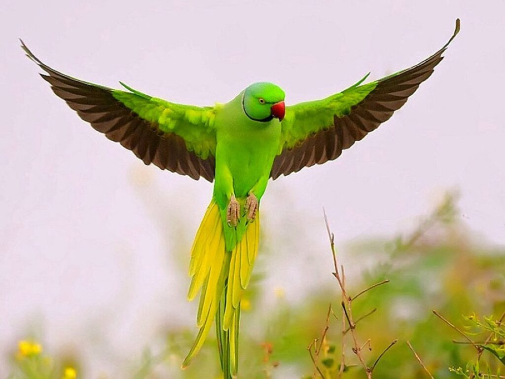 Qué significa soñar con loros?